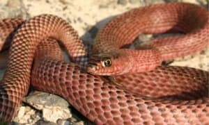Coachwhip Snake vs Copperhead: 13 Important Differences Picture