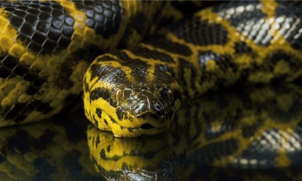 10 snakes of the amazon river
