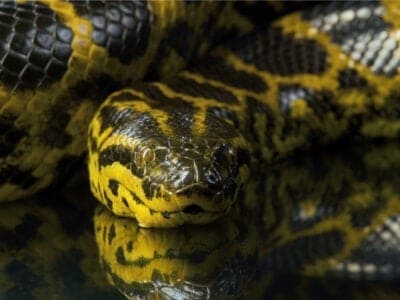 Anaconda Picture