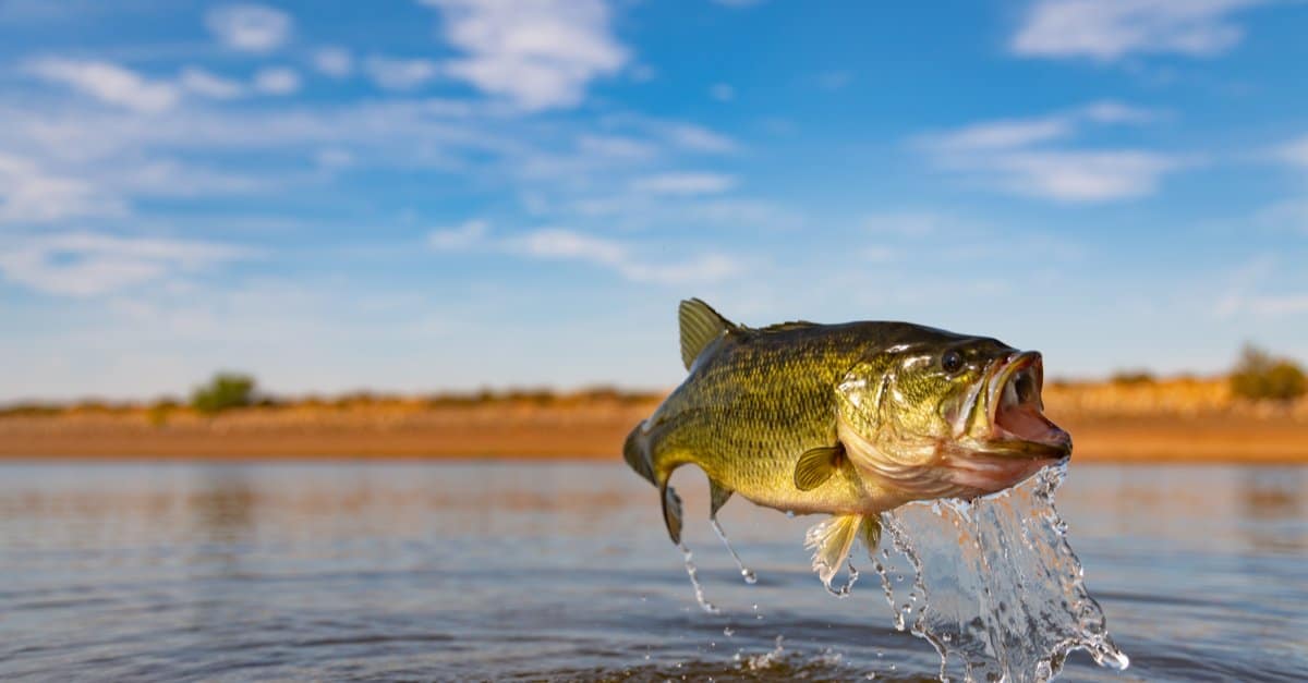 Smallmouth vs Largemouth Bass: What’s the Difference? - AZ Animals