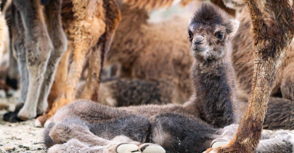 baby camel portrait