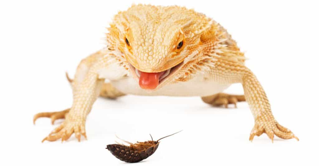 What Eats Cockroaches - Lizard Eating Cockroach