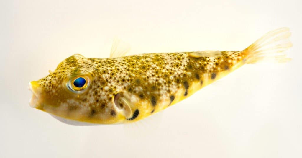 northern pufferfish