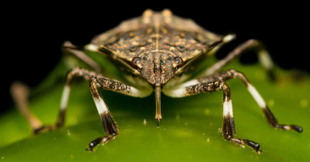 What Do Stink Bugs Eat - Stink Bug Eating