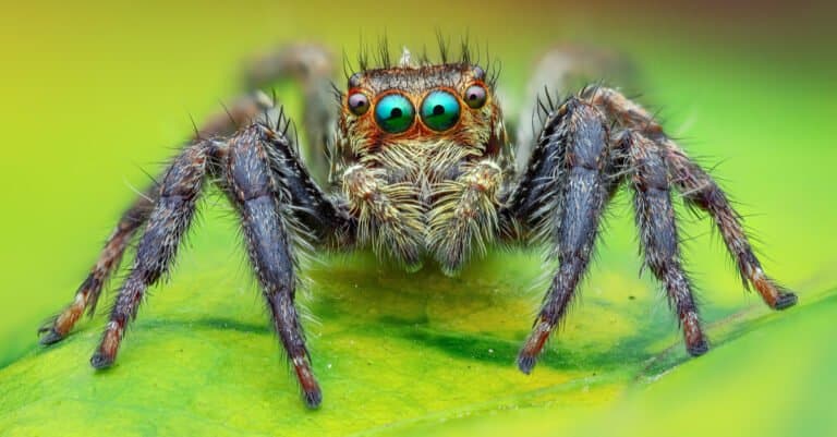 Are jumping spiders poisonous or dangerous - Jumping spider
