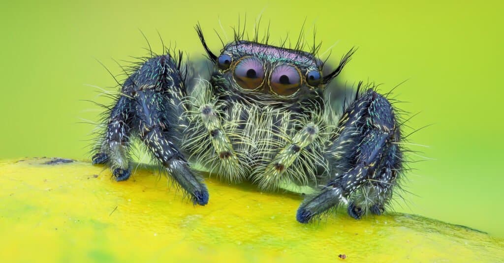 Are jumping spiders poisonous or dangerous - Jumping spider