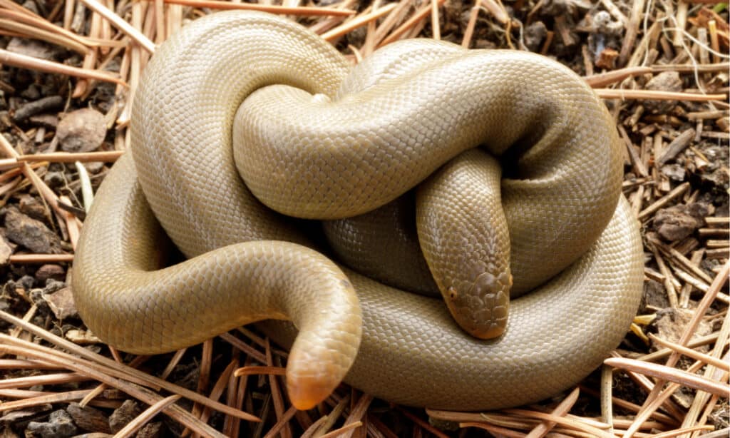 Snakes in Montana - Northern Rubber Boa