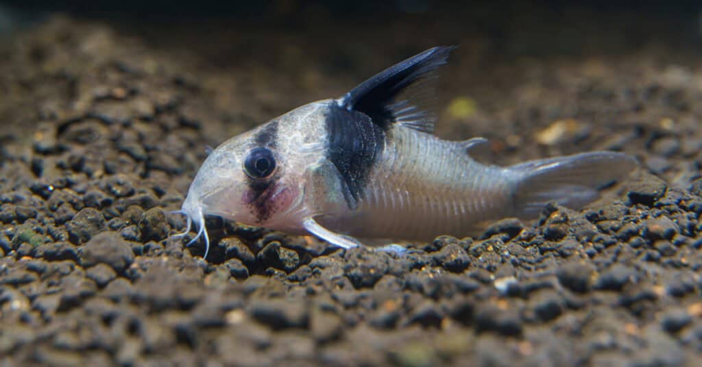 Panda Corydoras are a great choice for a betta tank.