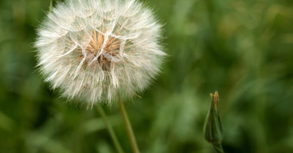 are dandelion weeds poisonous to dogs