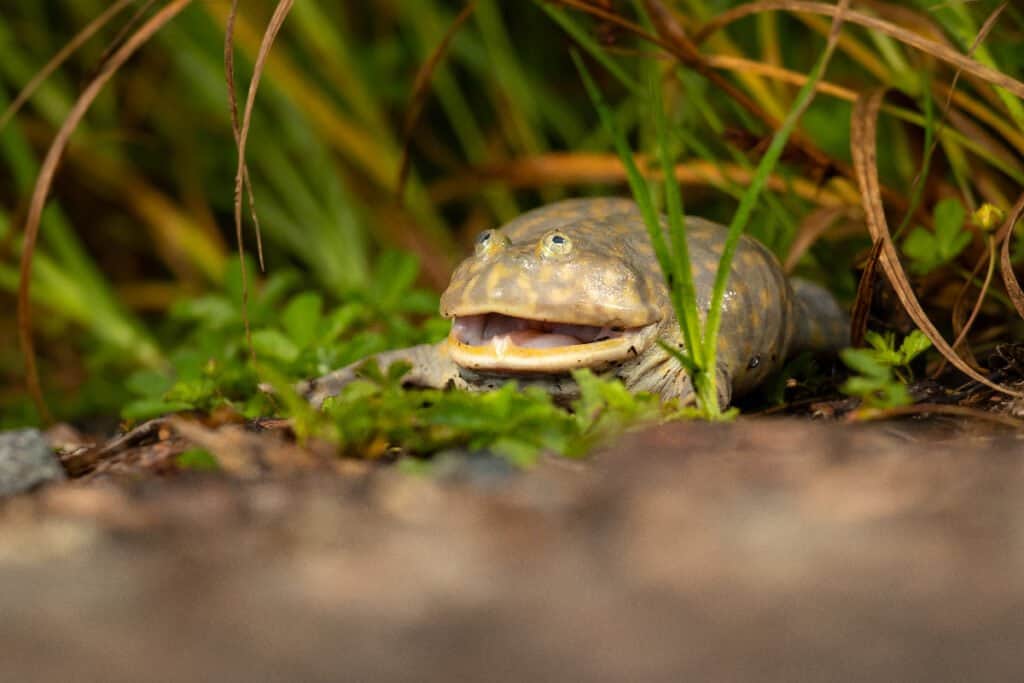 The 10 Cutest Frogs in the World - A-Z Animals