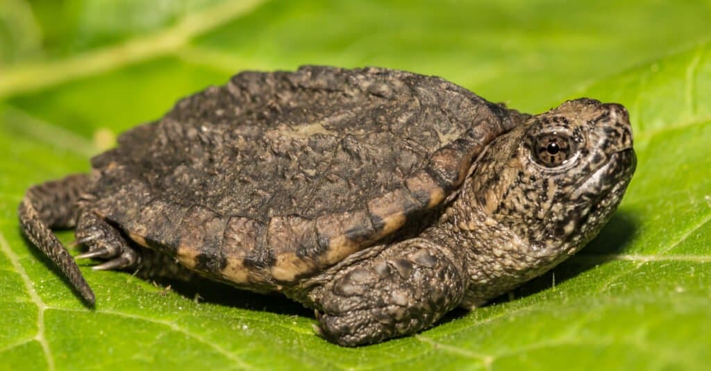 baby snapping turtle closeup