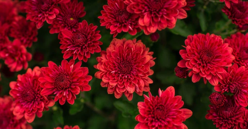 Are Mums Poisonous - Red Mums