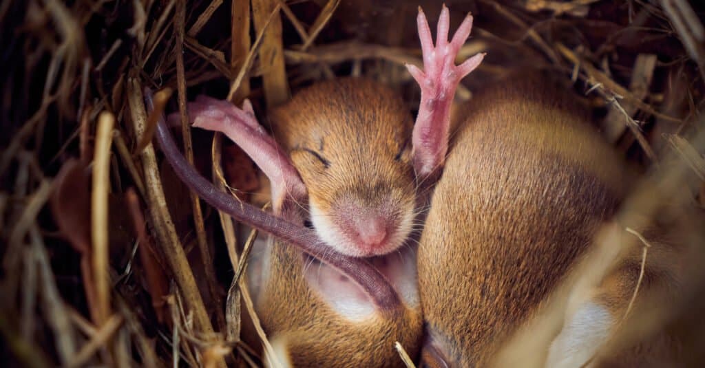 baby mouse closeup