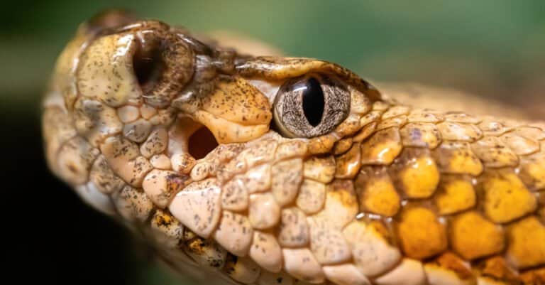 Close up of a Timber Rattlesnake eye