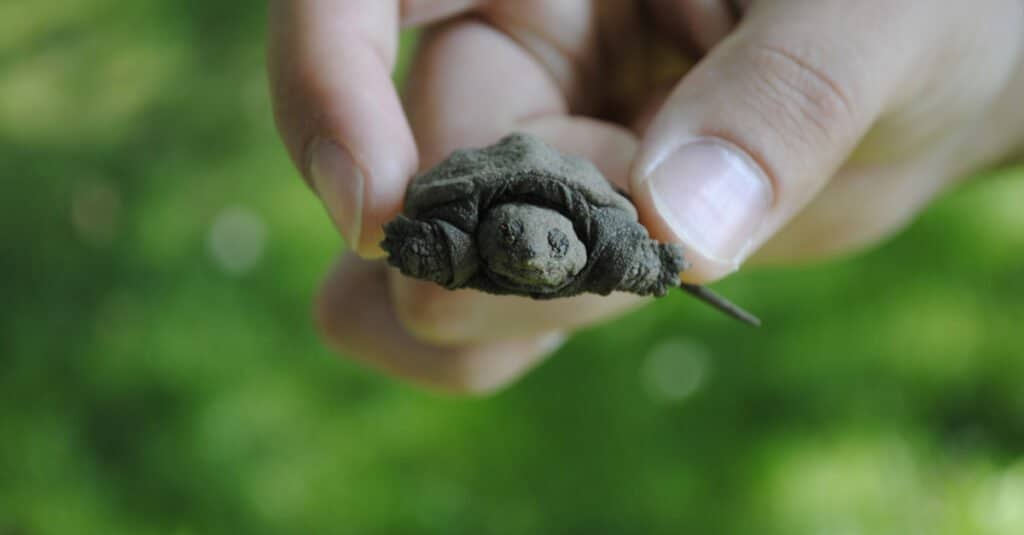 tiny baby snapping turtle