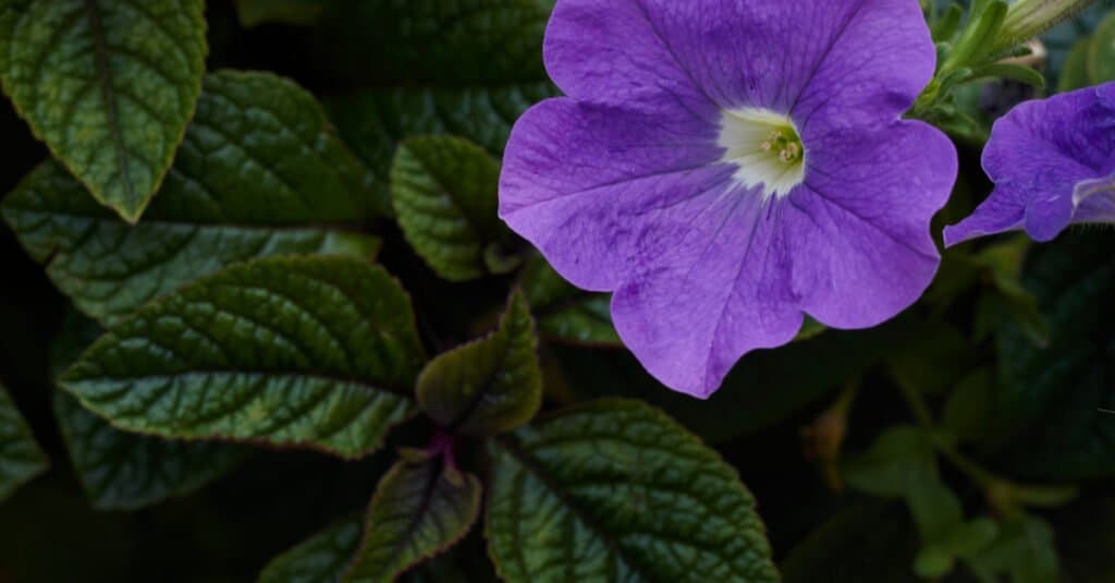 Are Petunias Poisonous to Dogs or Cats - Purple Petunia