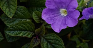 Are Petunias Poisonous to Dogs or Cats? Picture
