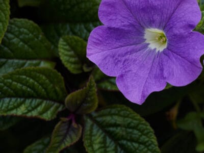 A Are Petunias Poisonous to Dogs or Cats?