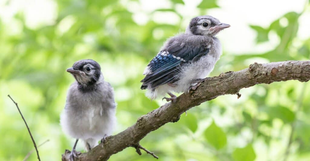 two baby blue jay fledglings