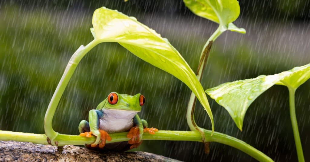 Frog in the rain 