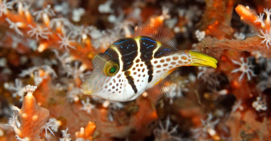 Valentine's Sharpnosed Puffer