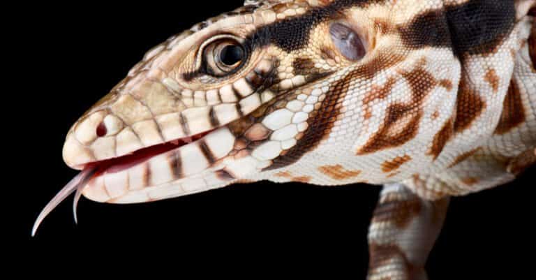red tegu