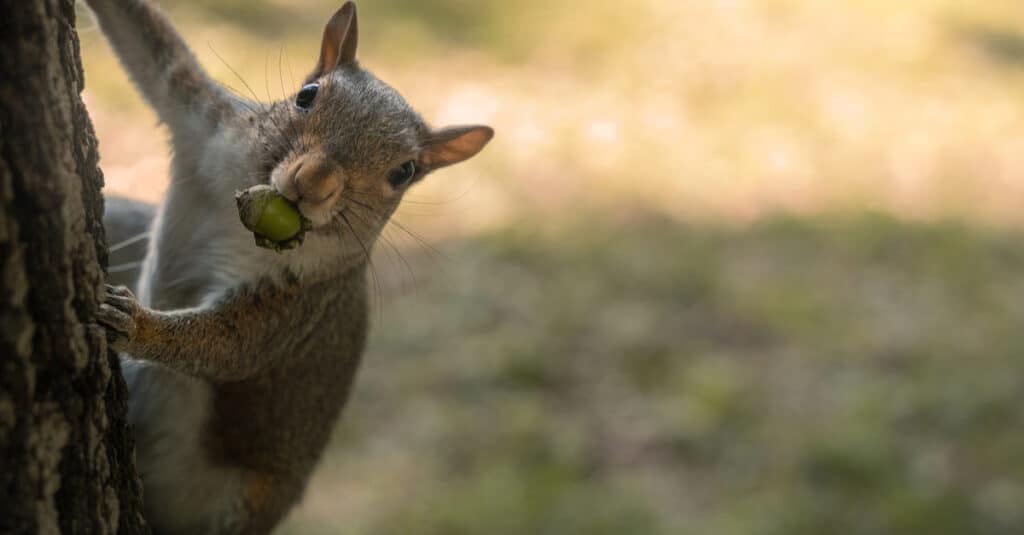 Are Acorns Poisonous - Squirrel with Acorn