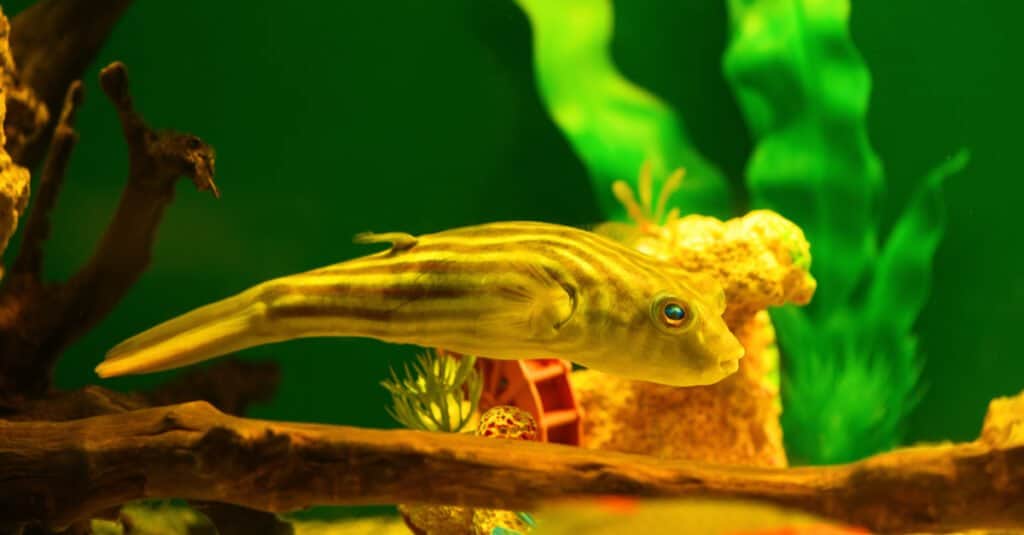 Freshwater Puffer - Fahaka Pufferfish