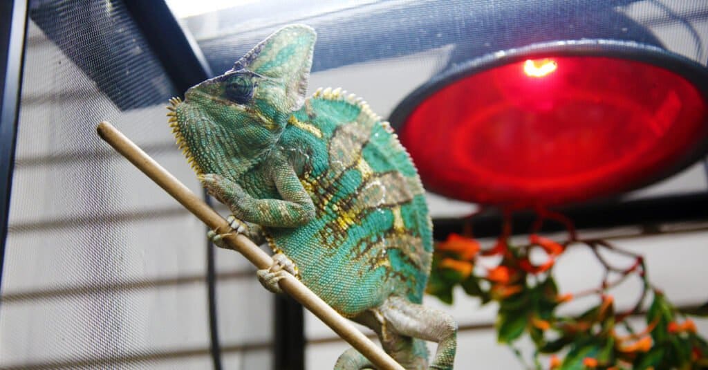 What Do Veiled Chameleons Eat? 7 of their Favorite Foods - A-Z Animals