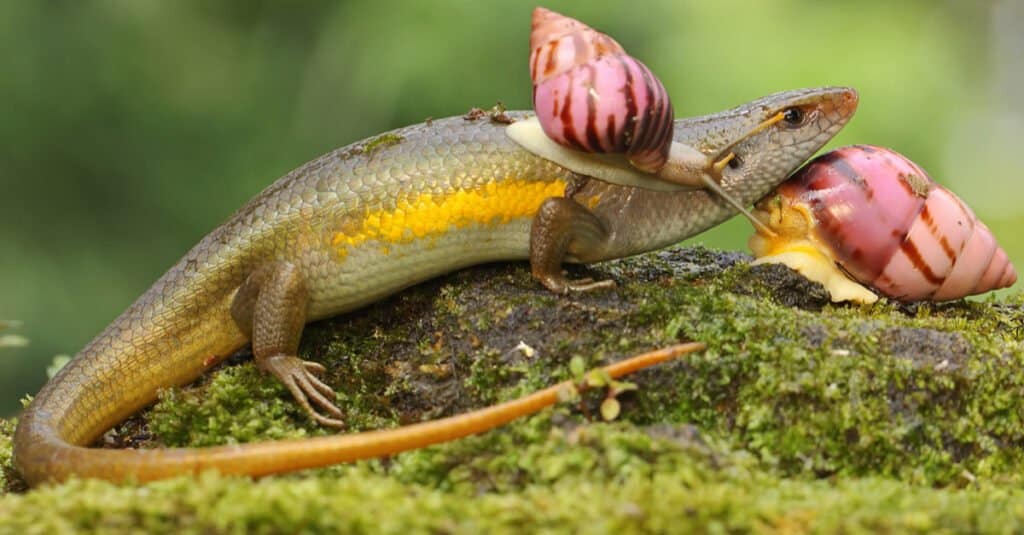 Common Garden Skink