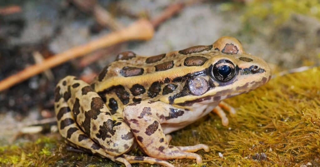 Are frogs poisonous to dogs or cats- Pickerel frog