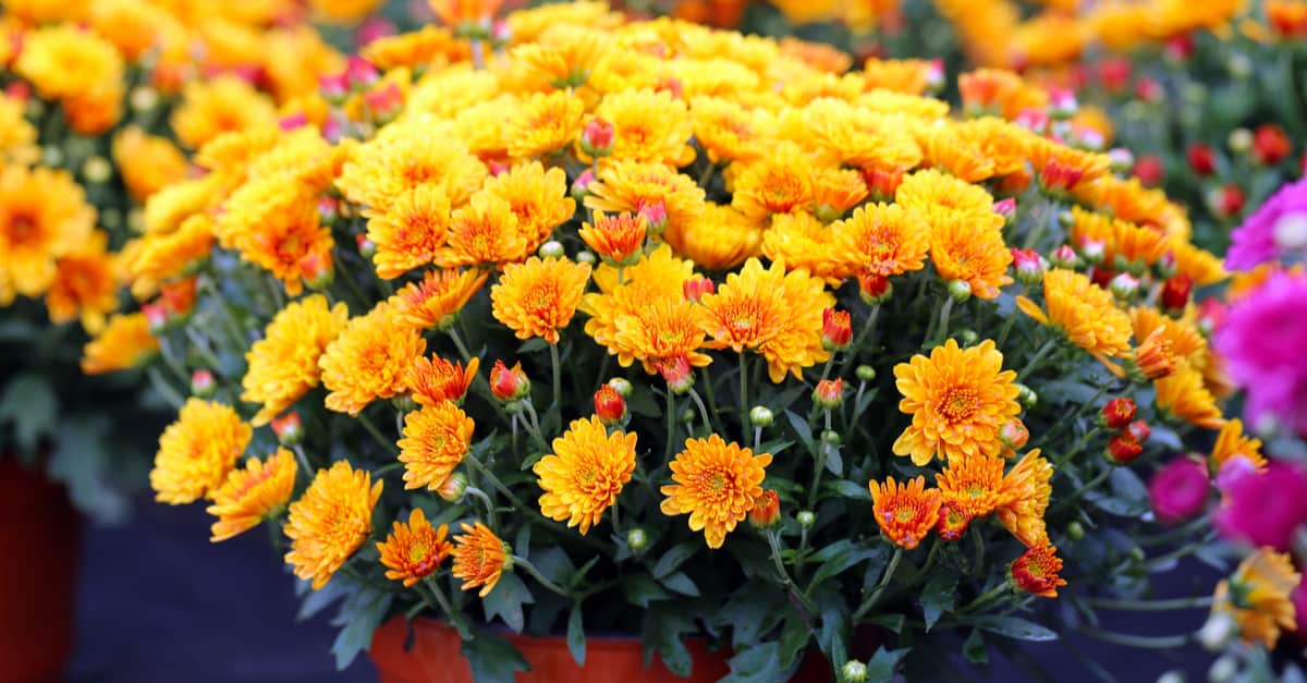 Flowering Fall Mums