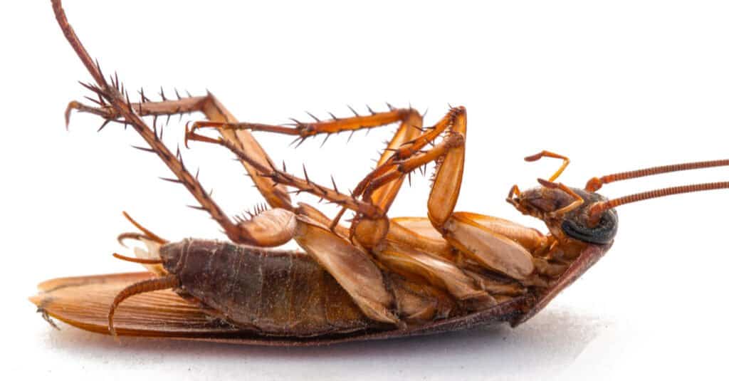 Dead roach lying on its back.