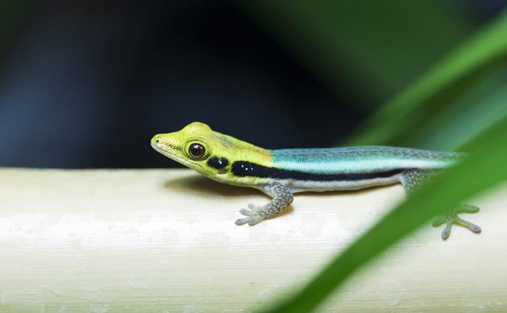 Day gecko