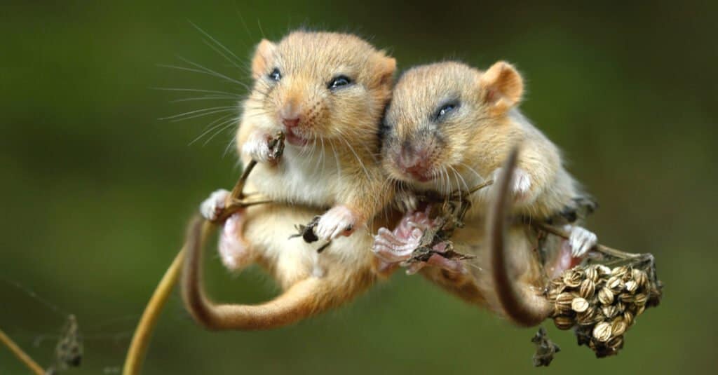 baby mouse on a branch