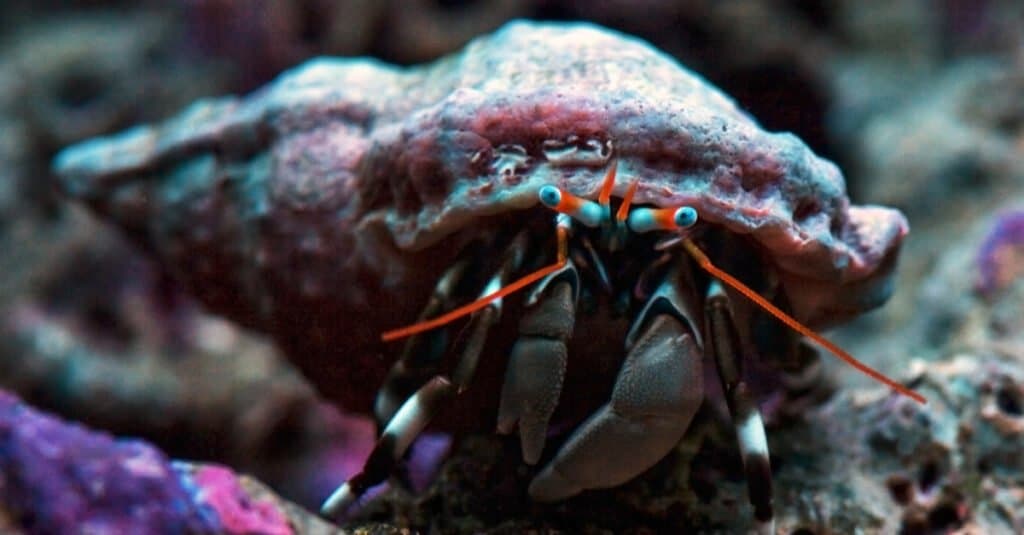 Dwarf Zebra Hermit Crab - Calcinus Laevimanus