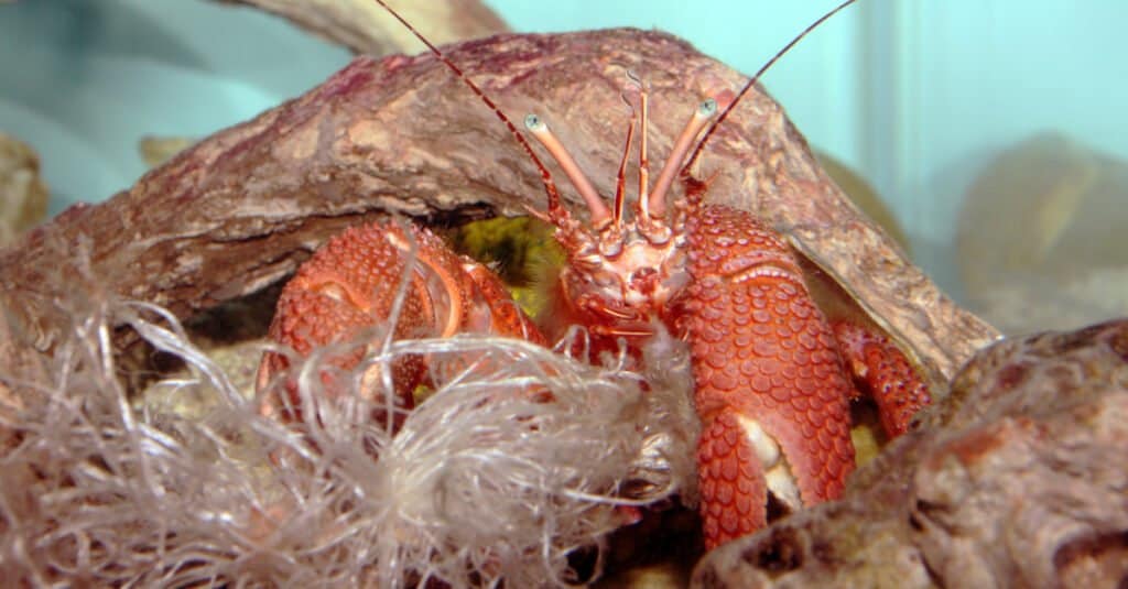 Largest Hermit Crabs - Giant Marine Hermit Crab