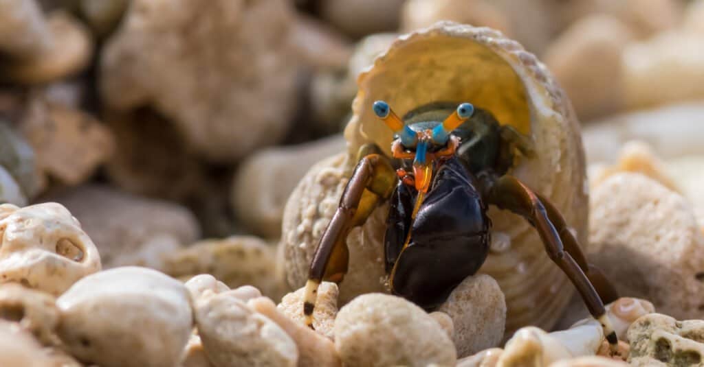 Largest Hermit Crabs - Dwarf Hermit Crab