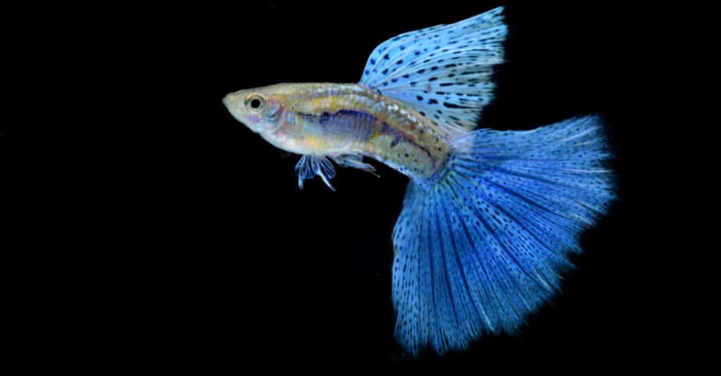 Blue Grass Guppy bị cô lập trên nền đen