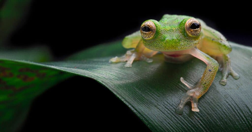 These baby frogs on their mother's back need to move on already