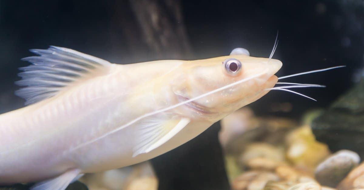 Types of White Fish: 12 Different Aquarium Fish That Are White - A-Z
