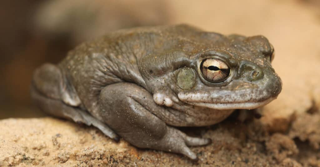 Are Toads Poisonous or Dangerous