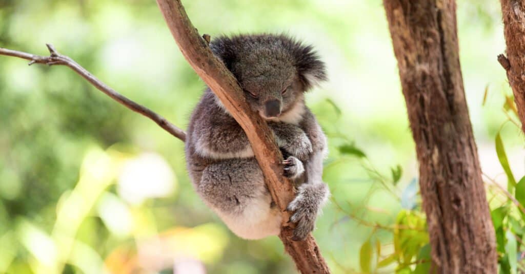 sleepy baby koala