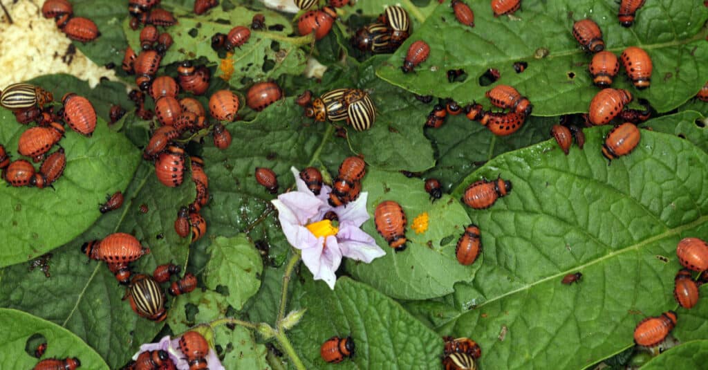 What do potato bugs eat - Potato Bug Group (Colorado Potato Beetle)
