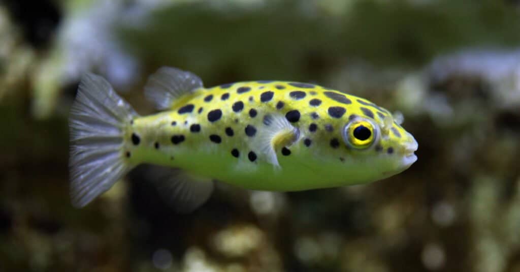 Cá Nóc Nước Ngọt - Green Pufferfish