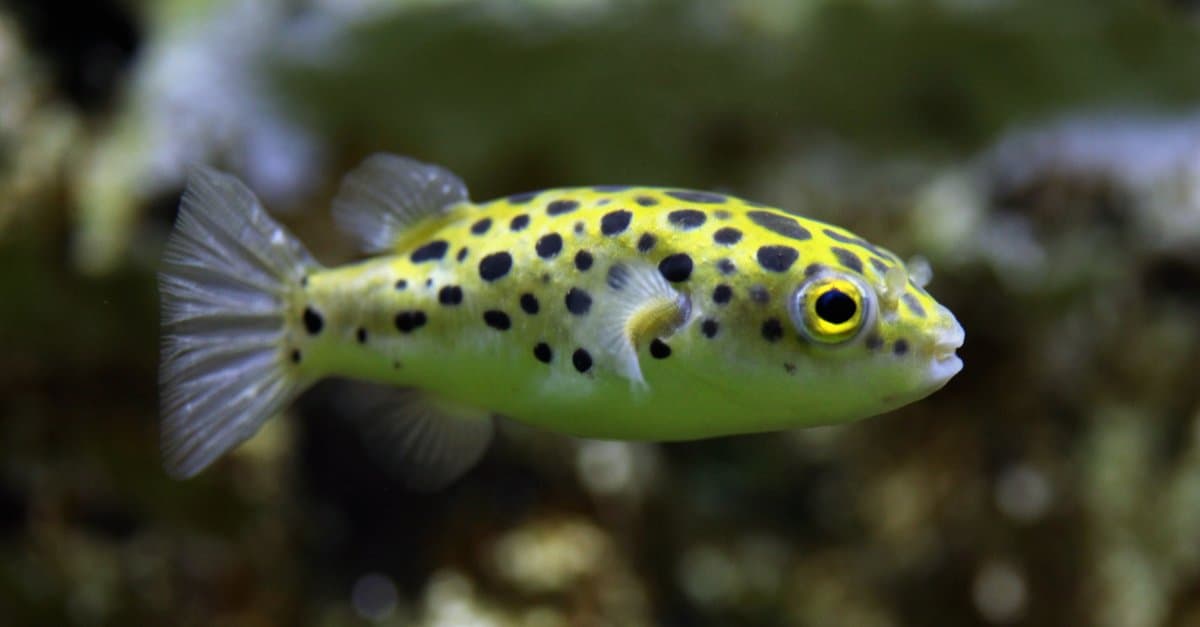 Freshwater Pufferfish - Green Pufferfish