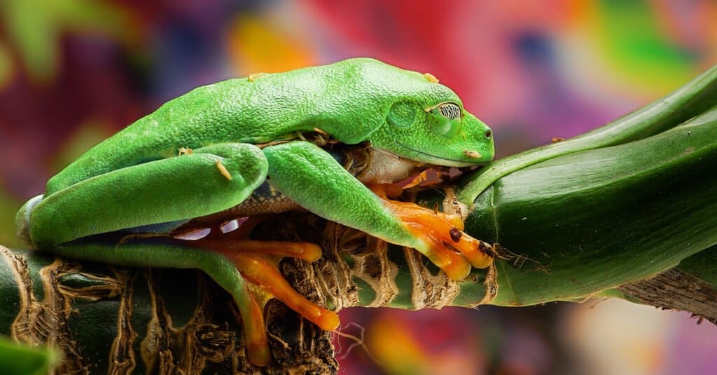 Sleeping green tree frog