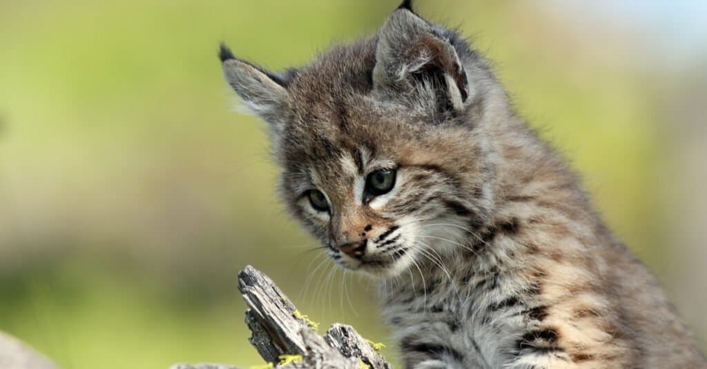 baby lynx closeup