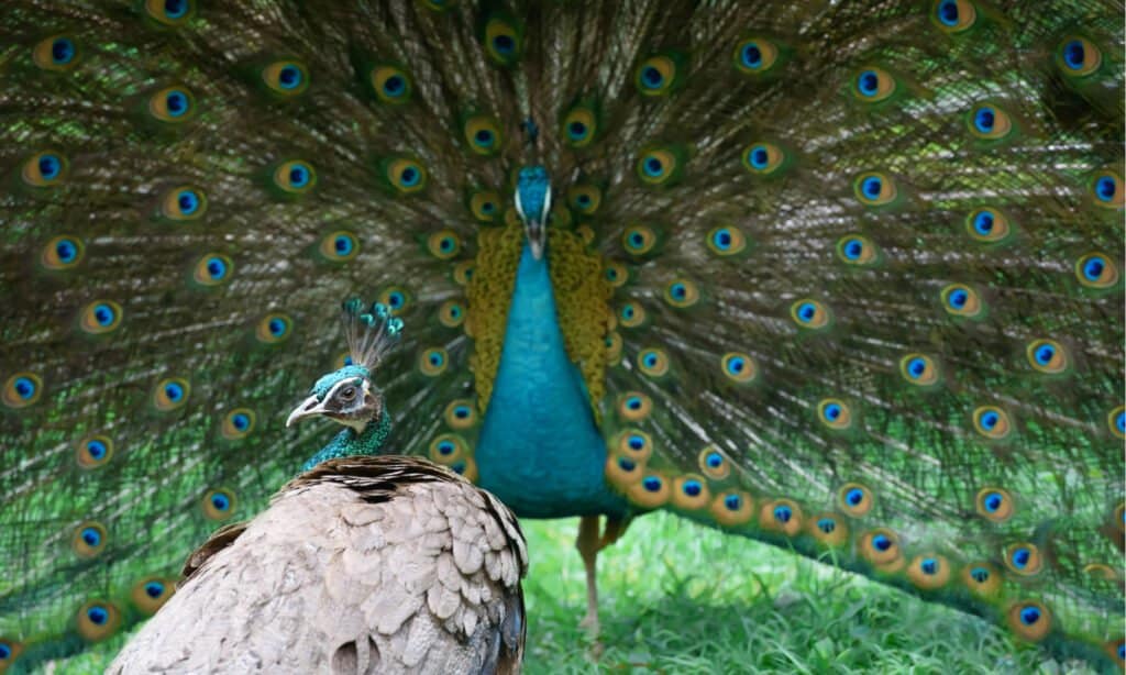 male vs female peacocks