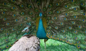 Male vs Female Peacocks: Can You Tell the Difference? Picture